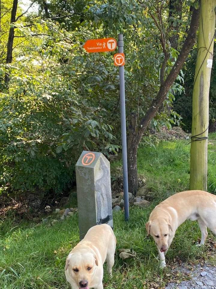 Hanul Conitei Sovata Bagian luar foto
