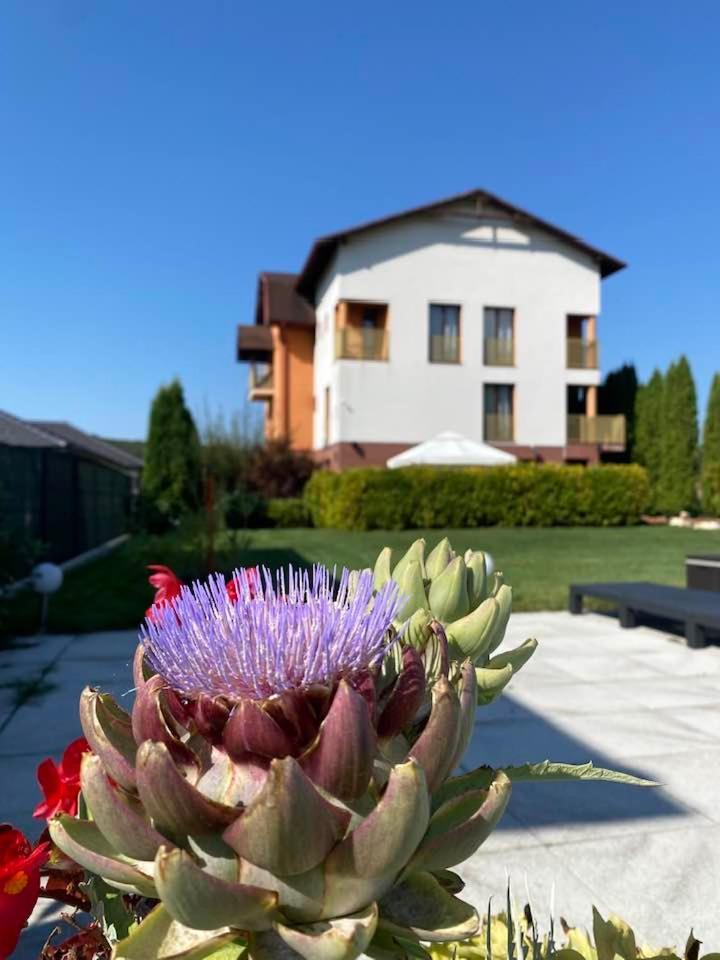 Hanul Conitei Sovata Bagian luar foto